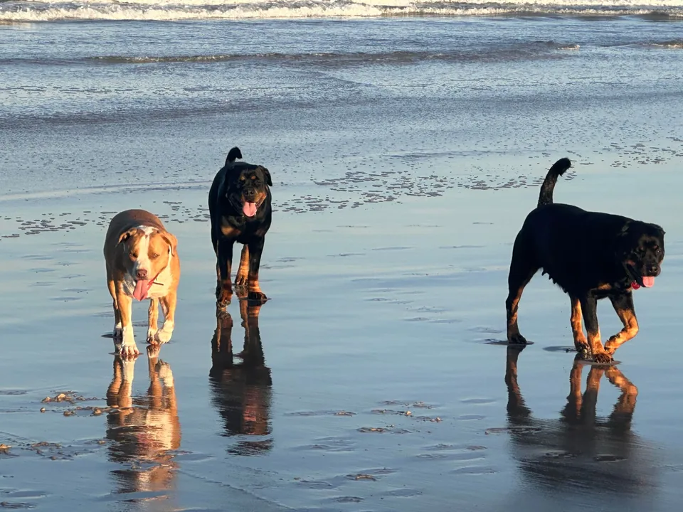 my kids enjoying seven mile beach — very dog-friendly, 25 minutes' drive away