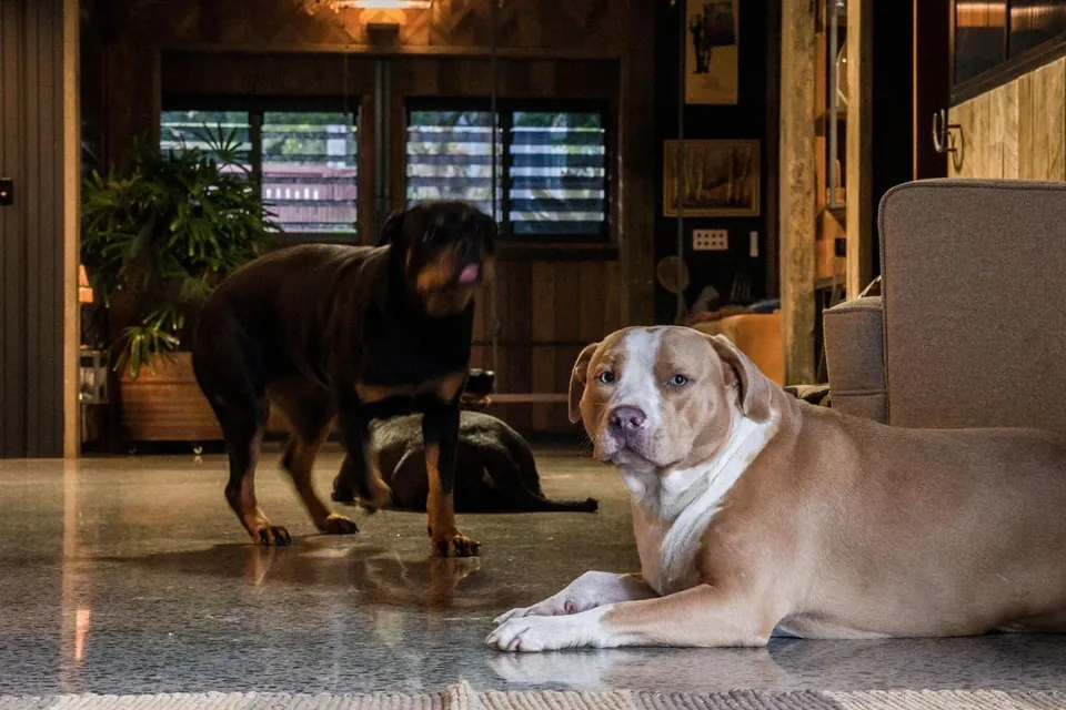 handsome bundy with taylor and her daughter piggy wiggy — my beautiful boof heads ❤️